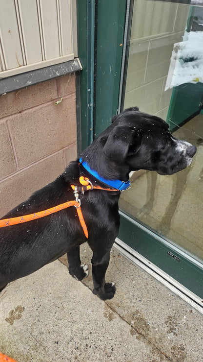 Rescue Pro Harness Leash