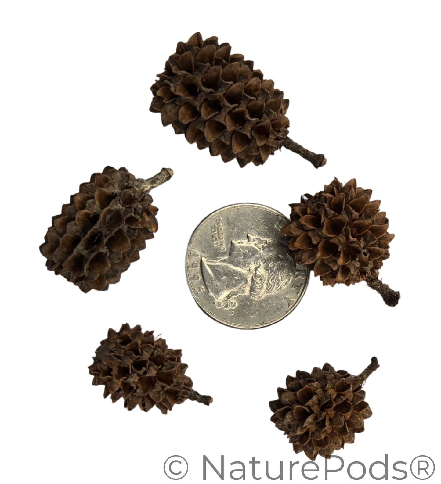 Casuarina Cones