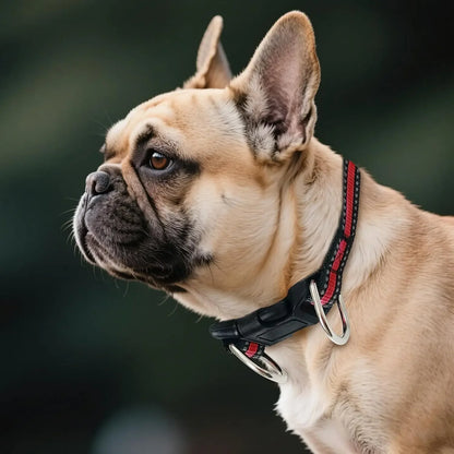 Collar for Small/Medium Dogs, 2-Pack